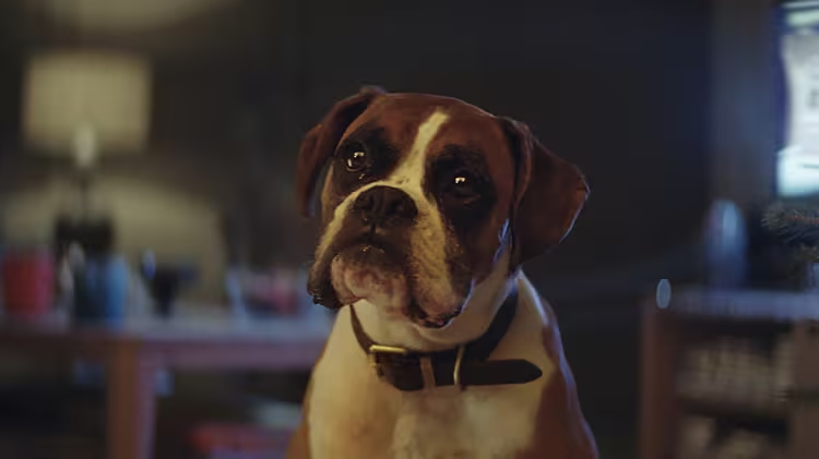 John Lewis: #BusterTheBoxer